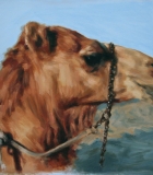 Camel Study, Dubai