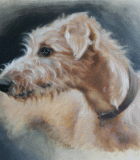 Detail of Lurcher head