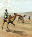 Camel racing, Oman