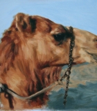 Study of a Camel head