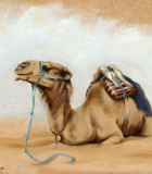 Resting Camel